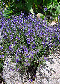 Veronica x hybrida 'Christy'